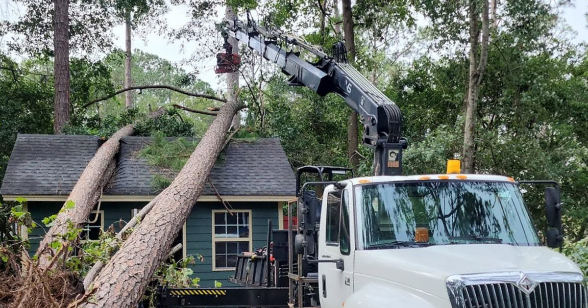 Best Time for Tree Removal