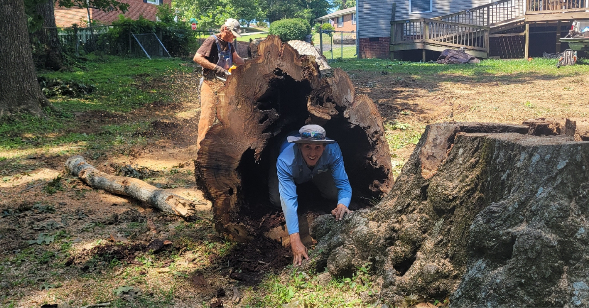 Tree Removal in Lewisburg