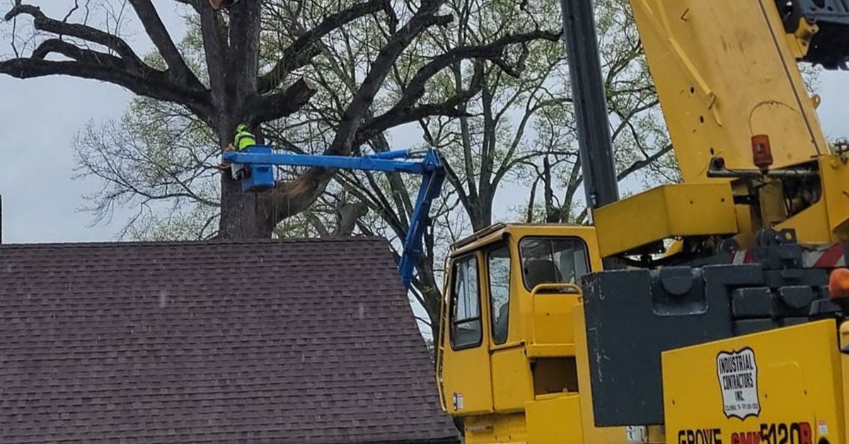 Tree Service in Franklin County
